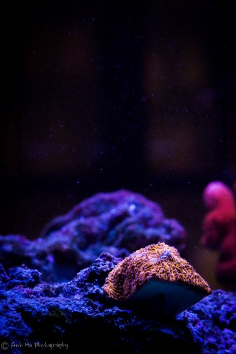Geneva'sReefTank-21 (Medium).jpg
