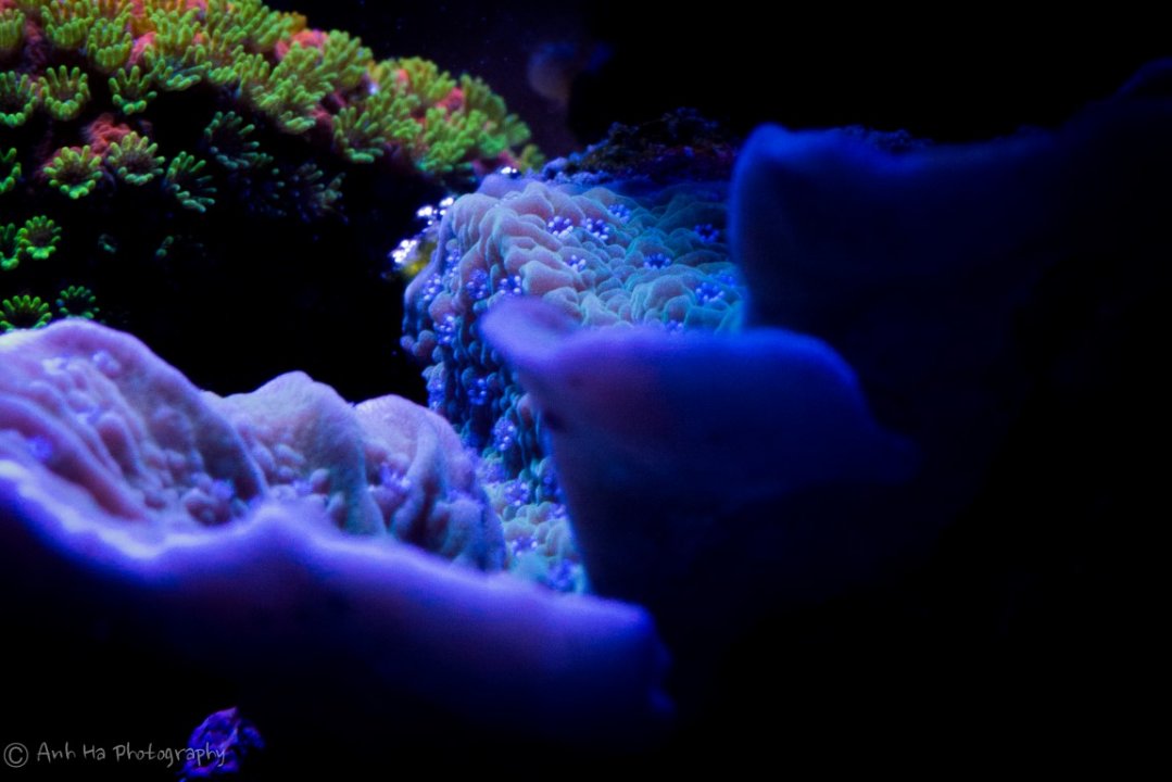 Geneva'sReefTank-22 (Medium).jpg