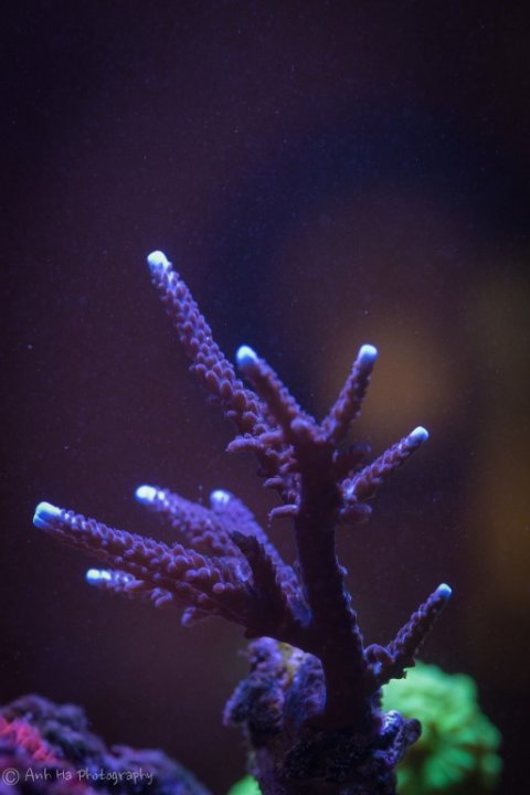 Geneva'sReefTank-31 (Medium).jpg
