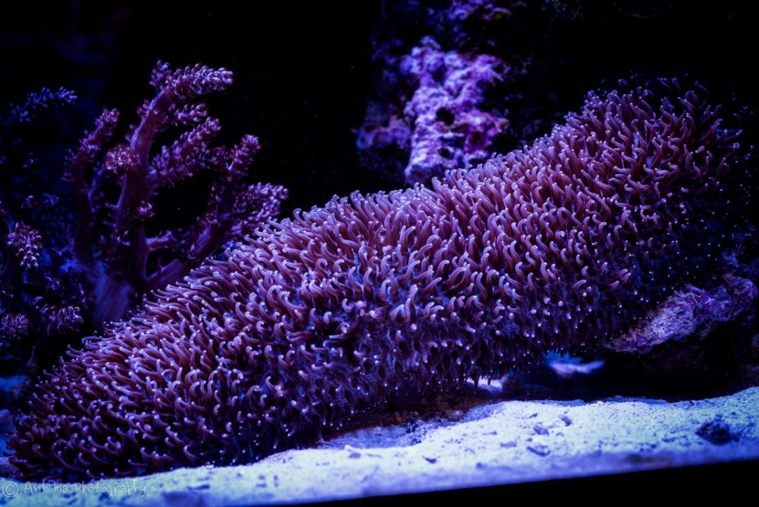 Geneva'sReefTank-34 (Medium).jpg