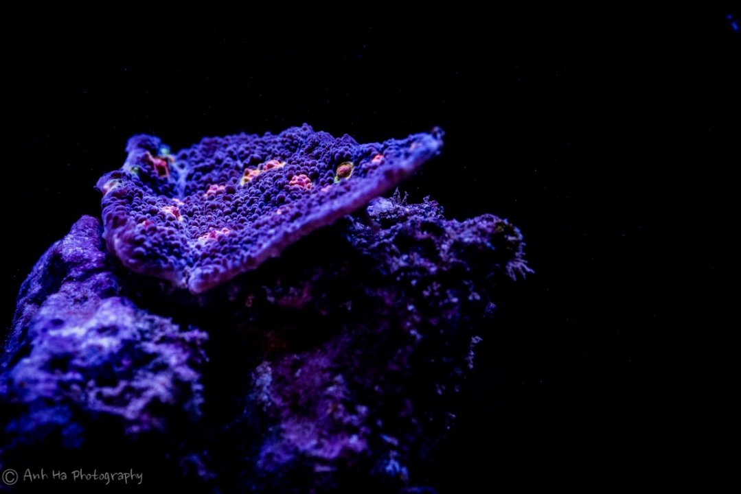 Geneva'sReefTank-37 (Medium).jpg