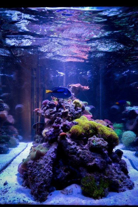 Geneva'sReefTank-60 (Medium).jpg