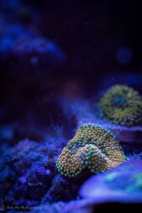 Geneva'sReefTank-8 (Medium).jpg