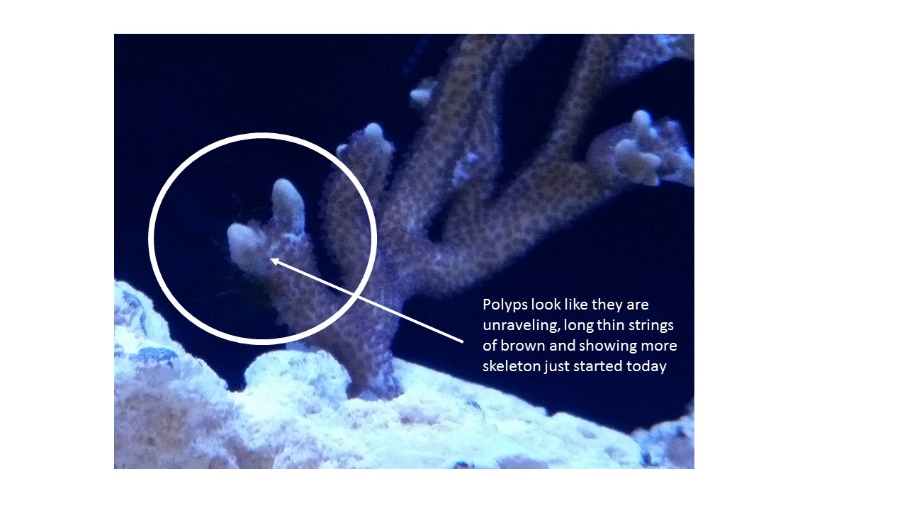 German Blue polyps unraveling.jpg