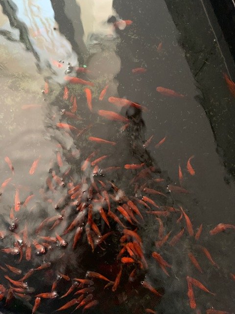 goldfish.jpg