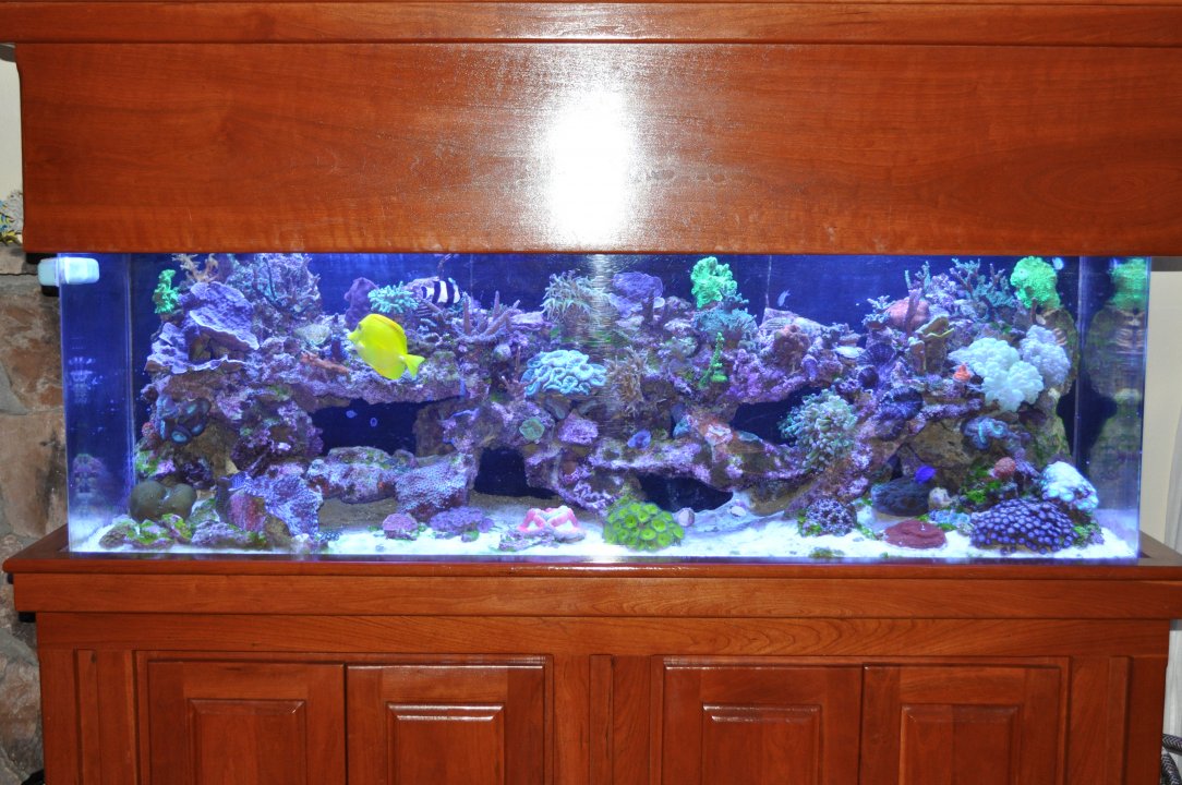 Good Fish Tank Photo.JPG