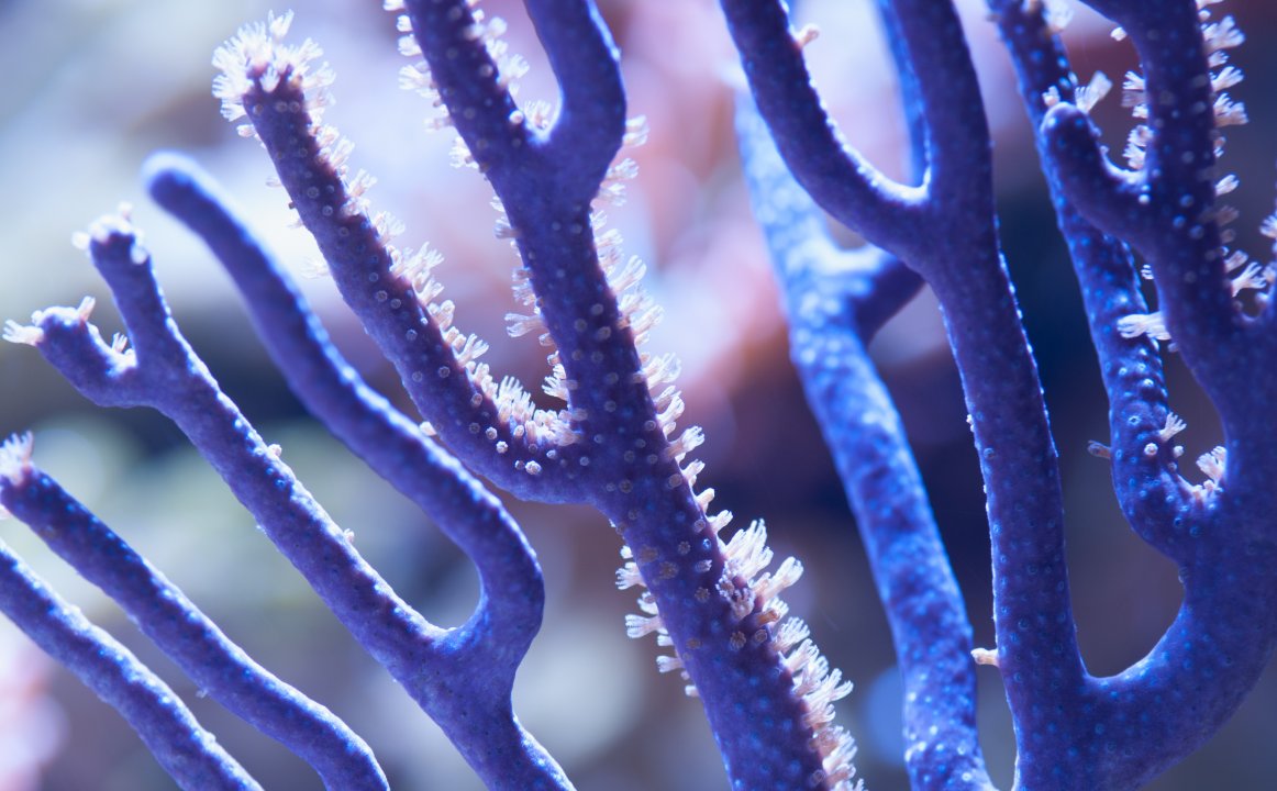 Gorgonian.jpg