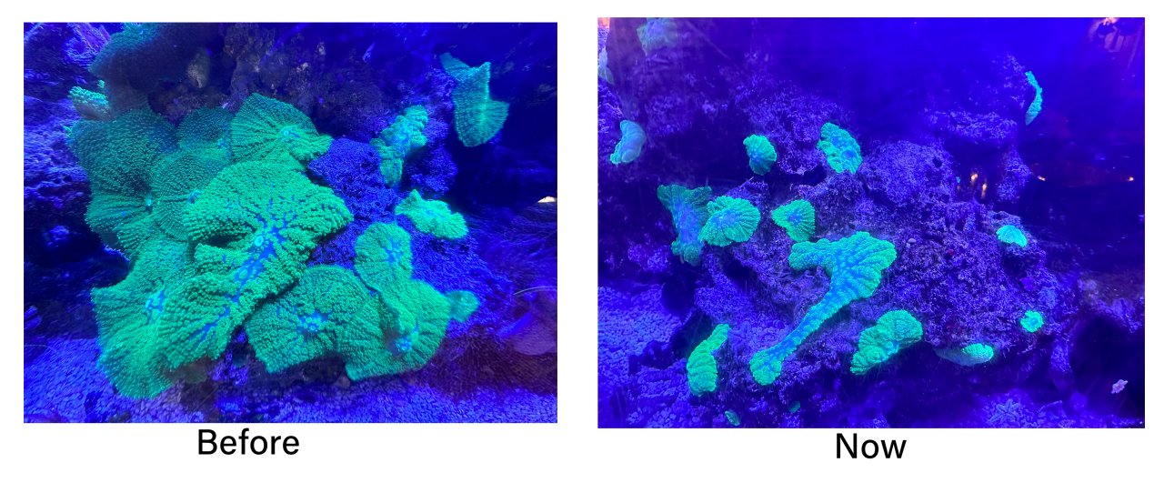 green mushroom coral.jpg