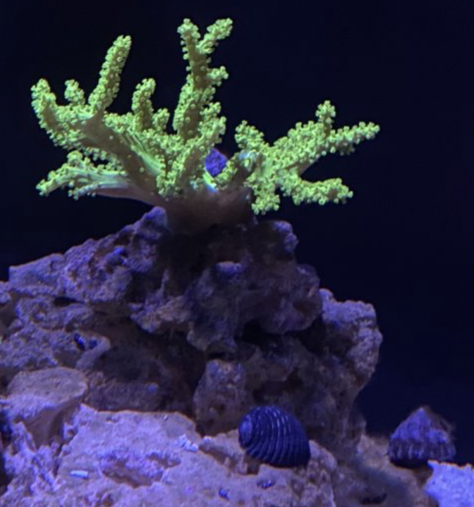 Green Nepthea 20200226.png
