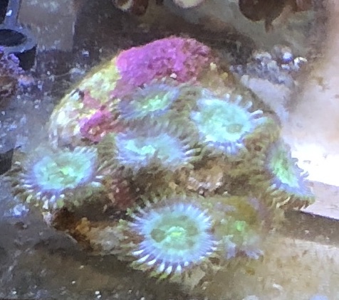 green-zoa.jpg