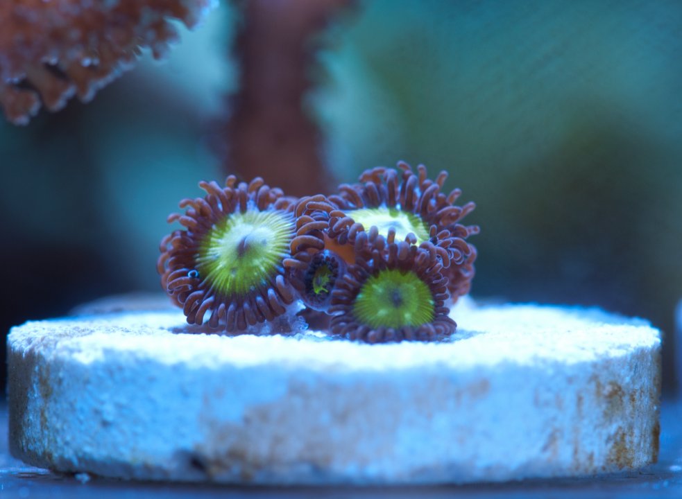 Green_zoa.jpg