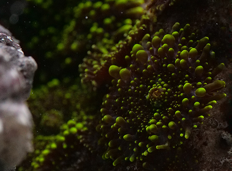 GreenMushroom.jpg