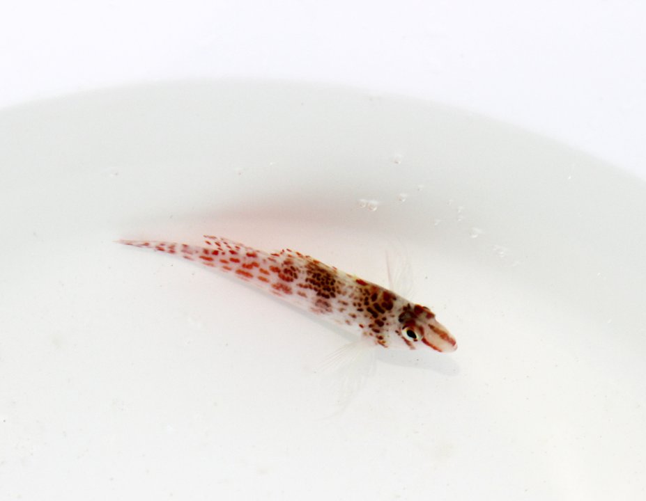 Hawkfish-1.jpg