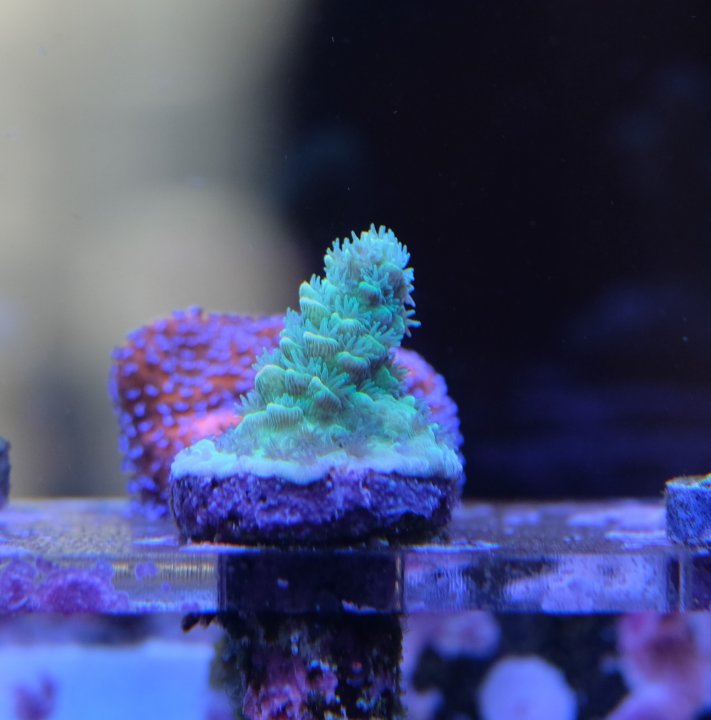 HW Frag.jpg