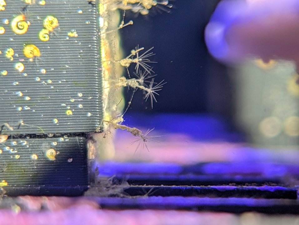Hydroid Frag Riser Photo.jpg