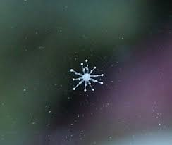 hydroid.png