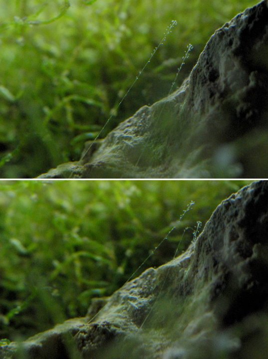 hydroid_sm.jpg