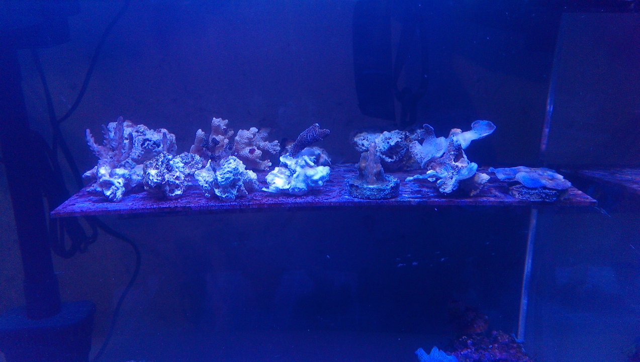 IMAG0227.jpg