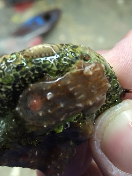 Image1459139724.377838.jpg
