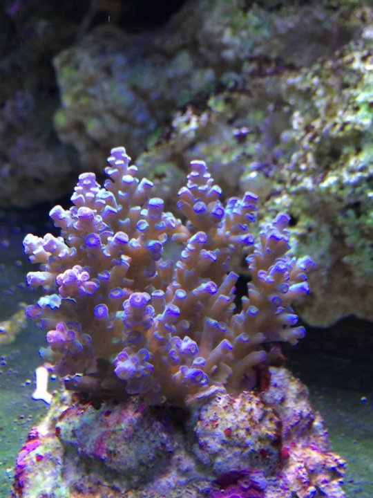 ImageUploadedByTapatalk1433990527.293539.jpg
