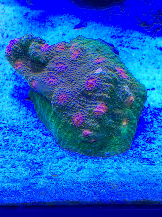 IMG_0241.PNG