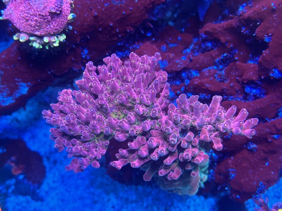 IMG_0278.jpeg