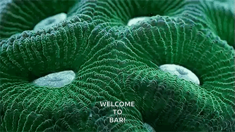 IMG_0561.gif
