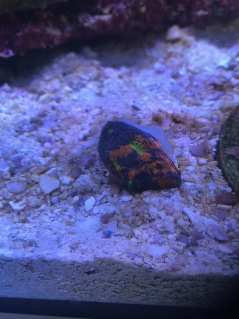 IMG_2377.jpg