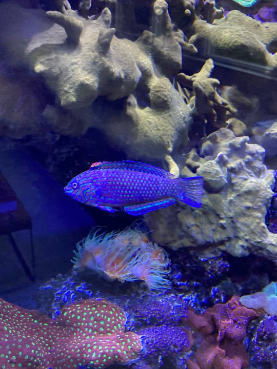 IMG_3677.jpeg