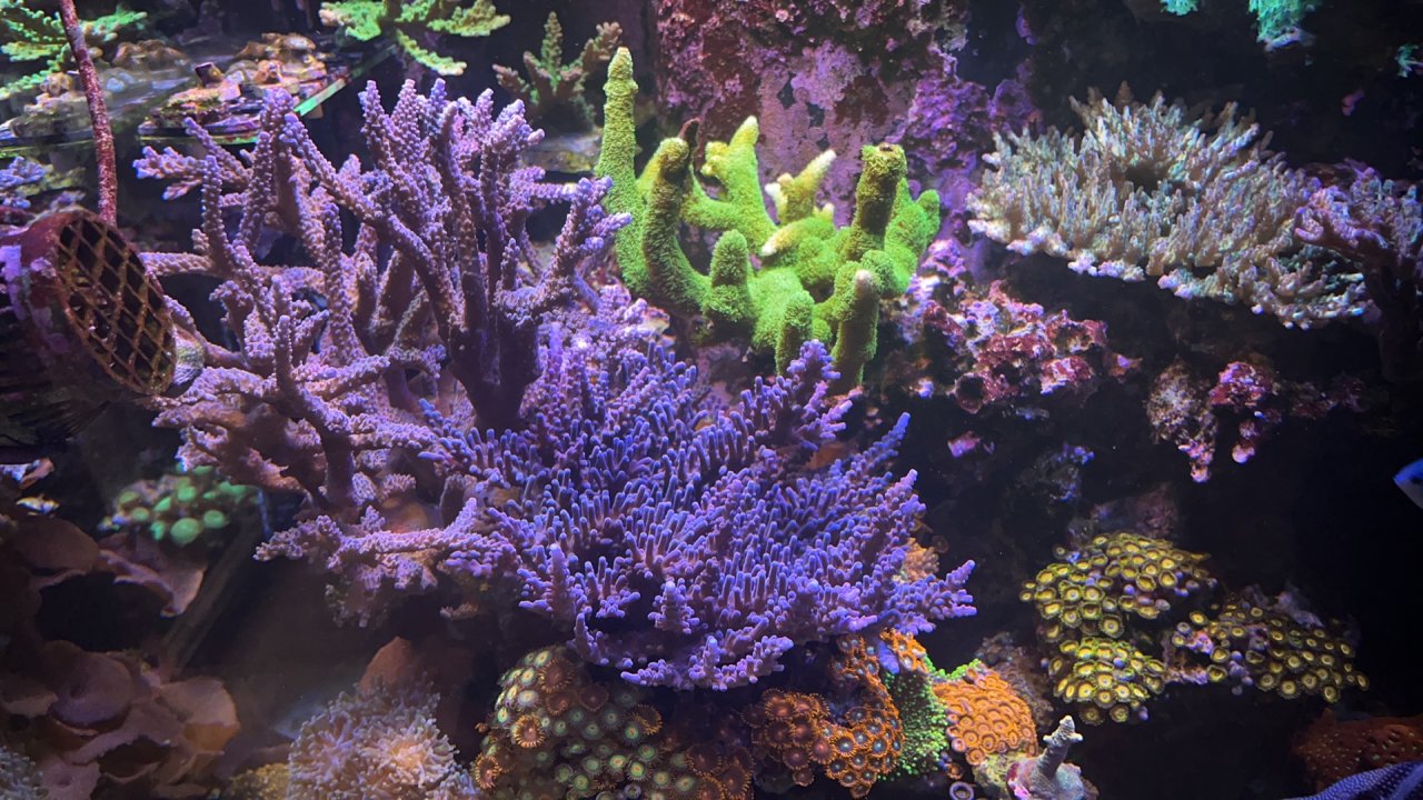 IMG_4007.jpeg