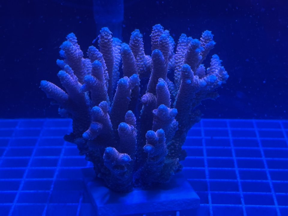 IMG_6210.jpeg