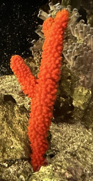 IMG_6519.jpeg
