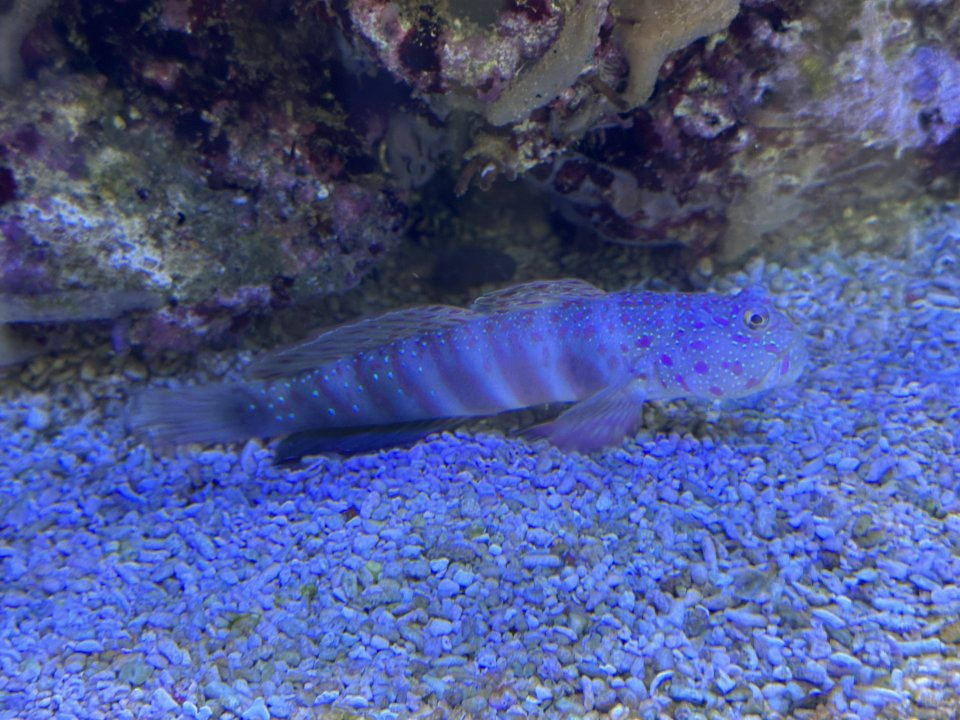 IMG_6676.jpeg
