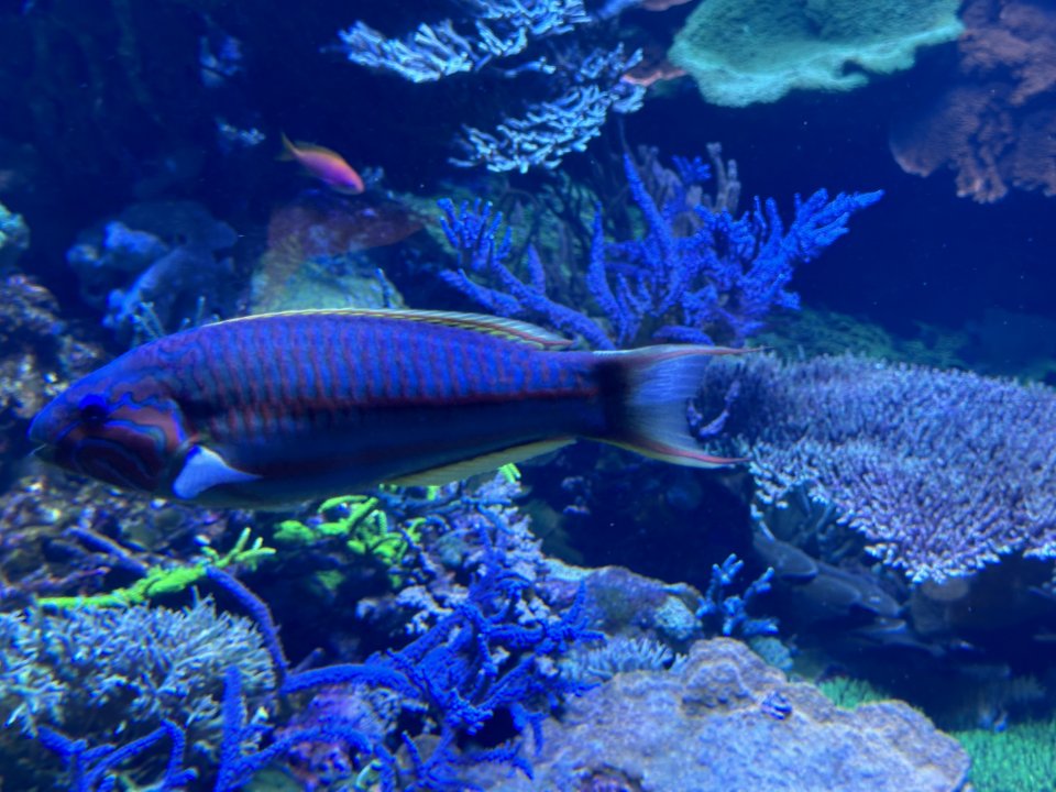 IMG_6704.jpeg