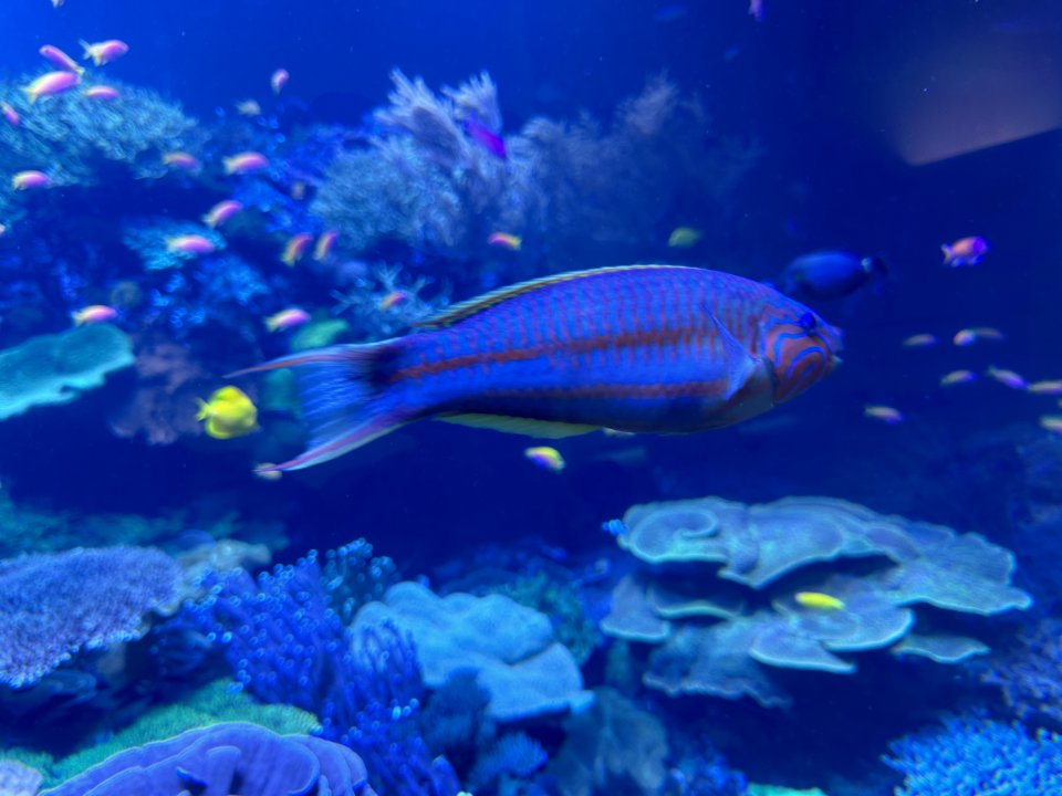 IMG_6709.jpeg