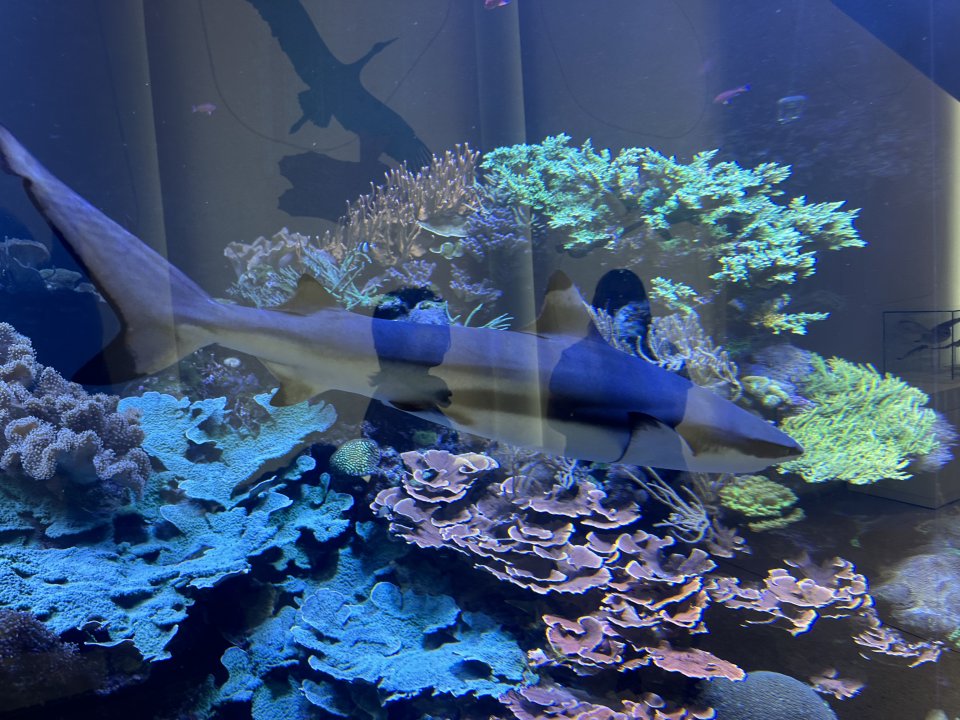 IMG_6731.jpeg