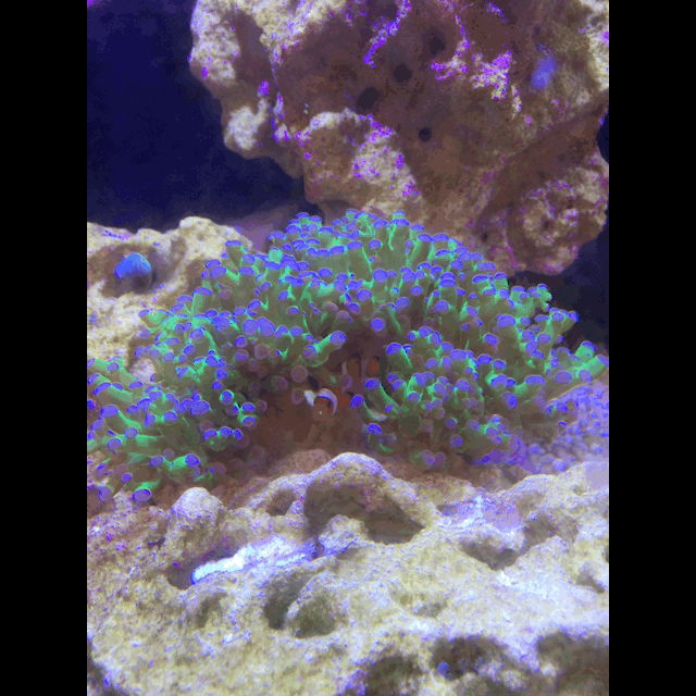 IMG_7930.GIF