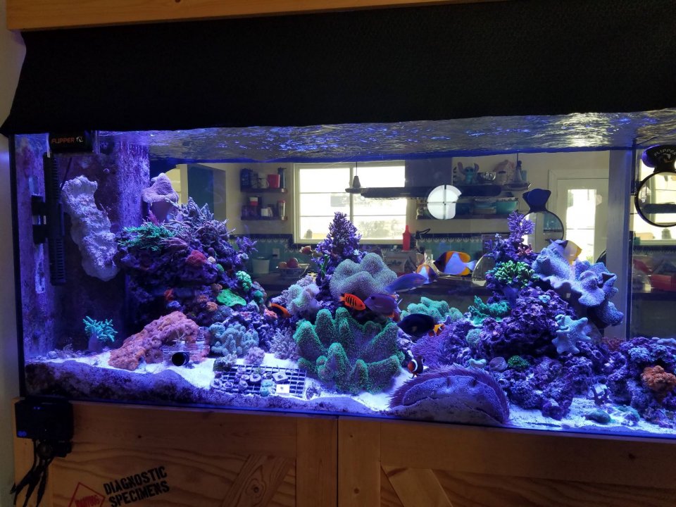 Jess full tank 3.jpg