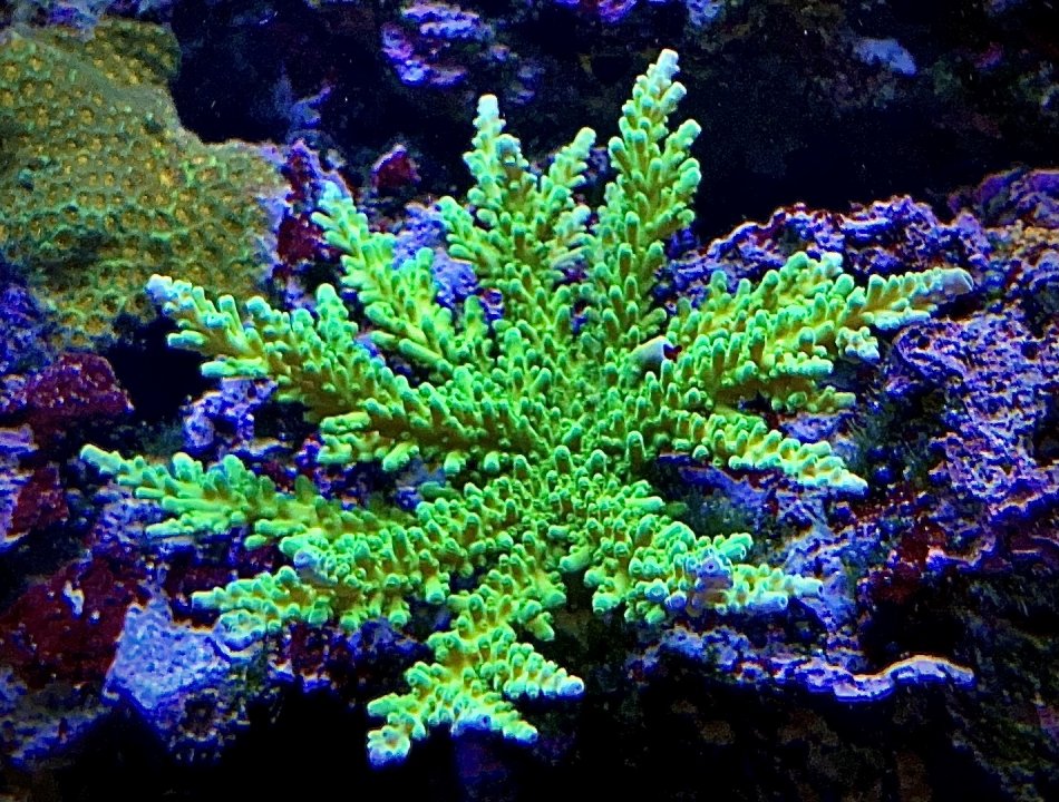 JF SUper Green Stag.jpg