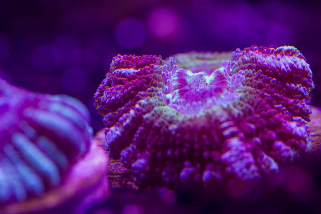 JpDpSeaAcan.jpg