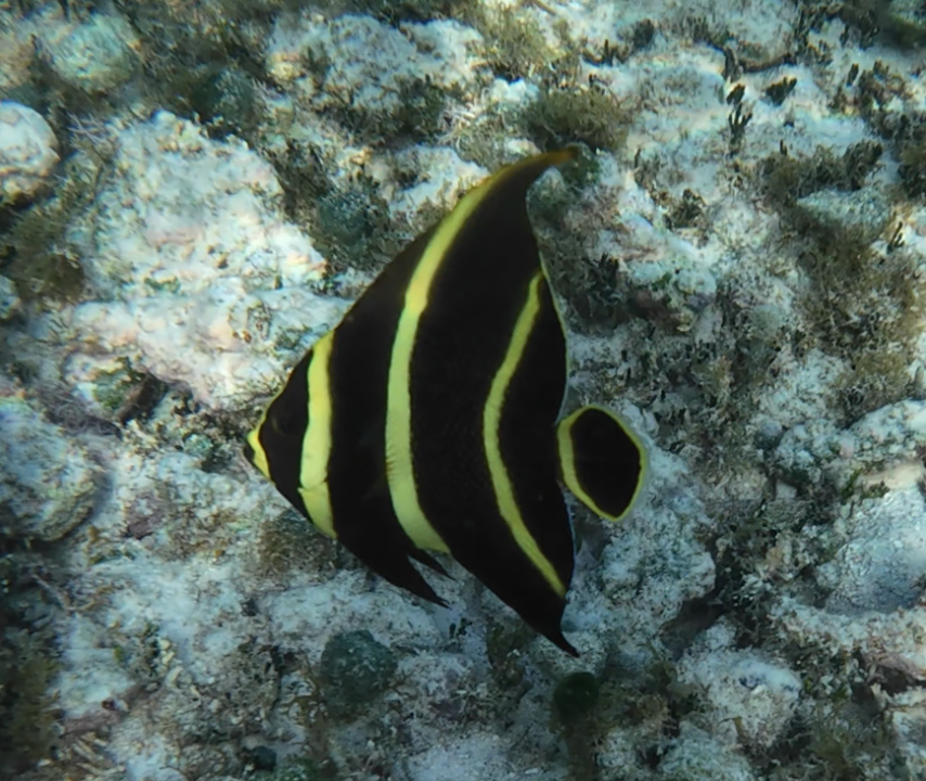 juvenile_french_angel-png.75434