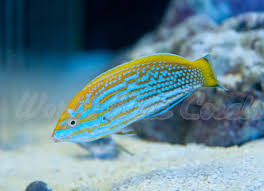 lennardiwrasse.jpeg