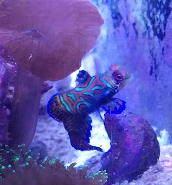 Mandarin1-2.PNG