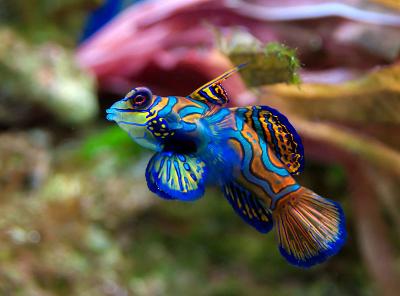 mandarinfish3-male.jpg
