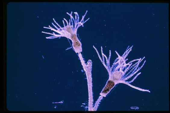 marine-hydroids.jpg