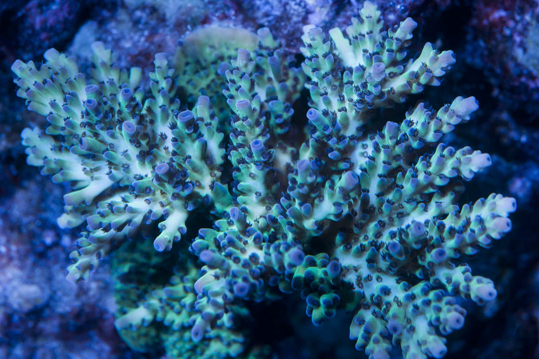 Microlades-Small.jpg