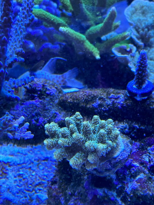 Milllepora.jpeg