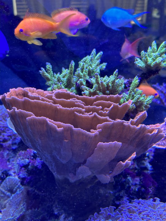 Montipora.jpeg