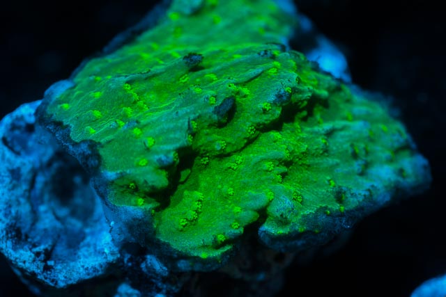 Montipora.jpg