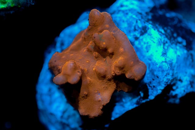 MontiporaSetosa.jpg